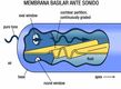 Imagen de la membrana basilar ante sonido