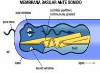 Imagen de la membrana basilar ante sonido