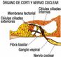 Imagen de Órgano de corti y nervio coclear