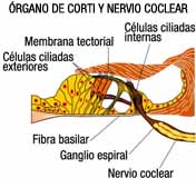 Imagen de Órgano de corti y nervio coclear