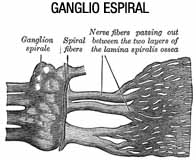 Imagen de gánglio espiral