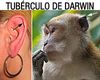 Imagen que muestra la oreja humana y la de un primate, señalando el tubérculo de Darwin.