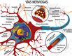 Imagen de las vías nerviosas