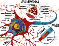 Imagen del cerebro marcando el área de audición