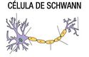 Descripción de la célula de Schwanm