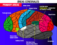 Imagen del cerebro que representa las diferentes áreas coloreadas de forma diferente.