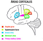 Dibujo de la áreas corticales en el cerebro