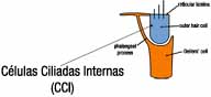 Esquema de la célula de Deiters