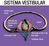 Imagen del sistema vestibular