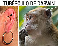 Imagen que muestra la oreja humana y la de un primate, señalando el tubérculo de Darwin.