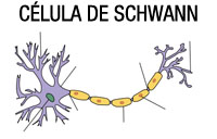 Descripción de la célula de Schwanm