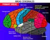 Imagen del cerebro que representa las diferentes áreas coloreadas de forma diferente.