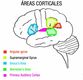 Dibujo de la áreas corticales en el cerebro