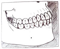 Contactos dentales entre los dientes superiores y los inferiores.