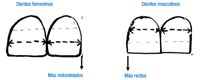 Forma de los dientes según si es hombre o mujer.
