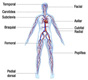 Se ve un esquema con una figura humana en la que se aprecian todas las venas y arterias del cuerpo humano. Sobre el mismo, están etiquetados los nombres de las principales arterias. Temporal – Facial – Carotídea- Subclavia – Axilar – Braquial – Cubital – Radial – Femoral – Poplítea- Pedial dorsal.