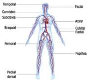 Se ve un esquema con una figura humana en la que se aprecian todas las venas y arterias del cuerpo humano. Sobre el mismo, están etiquetados los nombres de las principales arterias. Temporal – Facial – Carotídea- Subclavia – Axilar – Braquial – Cubital – Radial – Femoral – Poplítea- Pedial dorsal.