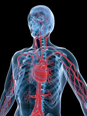 Ilustración de una persona similar a una radiografía. Aparece destacado el corazón y las arterías principales.