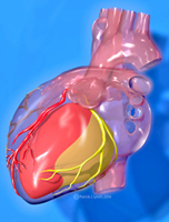 Ilustración con efecto 3D de un corazón, como si fuera de plástico semitrasnaparente, y sobre él se distinguen las arterias coronarias y los ventrículos.