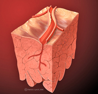 Corte de tejido cardíaco sobre el que hay una arteria coronaria seccionada., con una ramificación que se adentra en el tejido y de la que se ve el corte longitudinal.