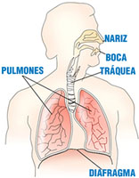 Esquema em el que se ve un corte longitudinal de las vías aéreas superiores e inferiores, así como de los pulmones y el diafragma. Sobre el mismo están etiquetados los siguientes elementos: Nariz, boca, tráquea, pulmones y diafragma.