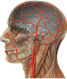 Esquema de la cabeza de un hombre sobre el que se aprecian las arterias y sus ramificaciones que irrigan el cerebro y la cabeza.