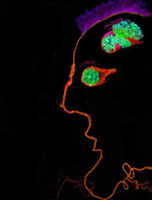 Se ve un esquema de rostro humano de perfil sobre fondo negro. Una línea brillante marca el perfil. Una mancha verde brillante representa el cerebro y otra la forma del ojo.