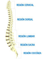 Ilustración de la columna vertebral, formada por varias zonas desde la región cervical en la parte superior, la región dorsal, la región lumbar, la región sacra y la región coccigea.