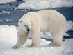 Fotografía de un oso polar caminando entre nieve y agua.