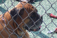 Imagen de un perro de raza bulldog detrás de una valla metálica.