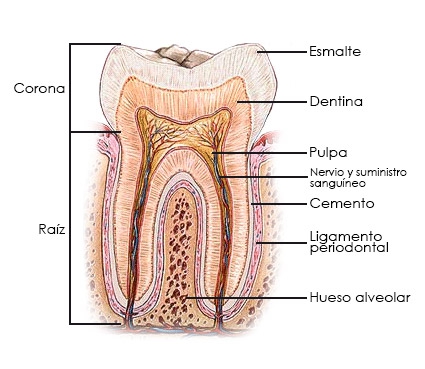 Imagen que muestra los tejidos dentarios.