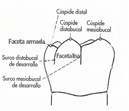 Imagen que muestra la anatomía oclusal de un molar permanente.