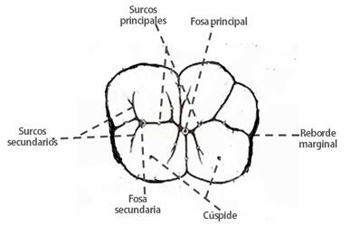 Imagen que muestra la anatomía oclusal de un molar permanente.