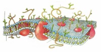 Diagrama que muestra los componentes de la membrana celular. Se visualizan la bicapa lipídica, las proteínas englobadas o asociadas, las glucoproteínas, los glucolípidos y el colesterol.