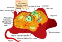 Se visualiza un diagrama de una célula eucariota animal, con todos los orgánulos identificados.