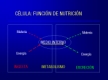 Esquema que muestra las tres fases de la nutrición celular: ingesta (entrada de materia y energía desde el medio externo), metabolismo (en el medio interno) y secreción (salida al medio externo de materia y energía).