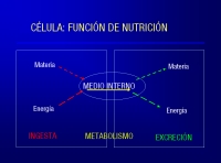 Esquema que muestra las tres fases de la nutrición celular: ingesta (entrada de materia y energía desde el medio externo), metabolismo (en el medio interno) y secreción (salida al medio externo de materia y energía).