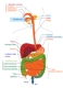  Ilustración que muestra las diferentes partes del aparato digestivo. 