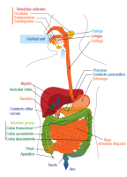 Ilustración que muestra las diferentes partes del aparato digestivo. 