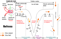 La imagen es un diagrama de la nefrona, de acuerdo a las partes y funcionamiento que se explican en el texto.