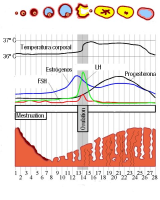 El diagrama muestra lo que acontece de forma simultánea en el ovario, el endometrio y la secreción hormonal y la temperatura basal en relación al día del ciclo menstrual. Ilustra lo que se explica detalladamente en el texto adjunto.