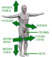 Se observan en un diagrama los diferentes términos que hacen referencia a las posiciones relativas en el cuerpo humano, por parejas de significados contrarios: anterior/posterior, superior/inferior, proximal/distal, medial/lateral.