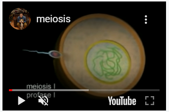 meiosis