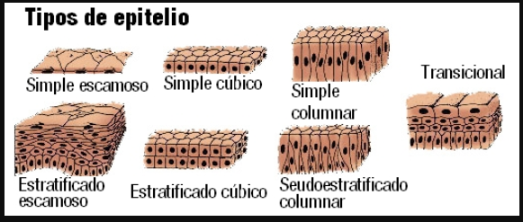 Tipos de epitelio