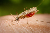 Mosquito Anopheles hembra picando a un humano. Es el vector transmisor del paludismo.