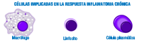 Células implicadas en la inflamación crónica. Se observan diagramas correspondientes a macrófago, linfocito y célula plasmática.