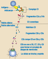 Se visualiza la activación de la cadena de reacciones del complemento, tanto por la vía clásica como por la vía alternativa.