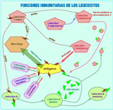 Se visualizan las activaciones y las inhibiciones entre los diferentes tipos de linfocitos y los otros leucocitos en las respuestas inmunes.