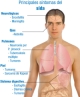 Aparecen las diferentes manifestaciones clínicas provocadas por la infección por el VIH: neurológicos (encefalitis, meningitis), oculares (retinitis), pulmonares (tuberculosis, neumonías, tumores),cutáneas (tumores, sarcoma de Kaposi) y digestivas (esofagitis, diarreas crónicas, tumores).