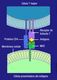 En el diagrama se ve cómo se realiza la unión entre la molécula CMH asociada al antígeno, con el receptor del linfocito T.